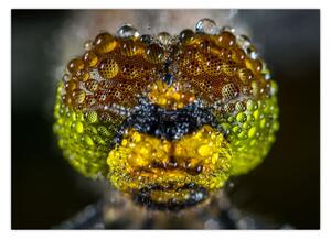Részletes kép a rovar szemről (70x50 cm)