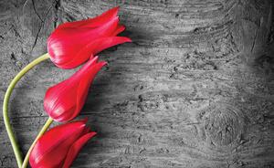 Fotótapéta - Piros tulipán (152,5x104 cm)