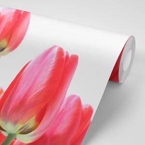 Öntapadó fotótapéta piros mezei tulipán