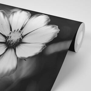 Fotótapéta kerti virág fekete fehérben