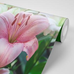 Öntapadó fotótapéta rózsaszín virágzó liliom