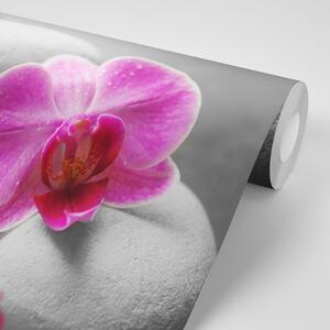 Fotótapéta orchidea virágok fehér köveken