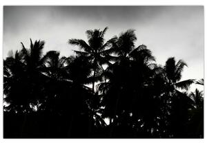 A fekete-fehér pálmafák képe (90x60 cm)