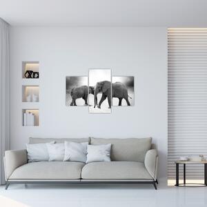 Kép - fekete fehér elefántok (90x60 cm)
