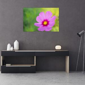 Kép - réti virág (90x60 cm)