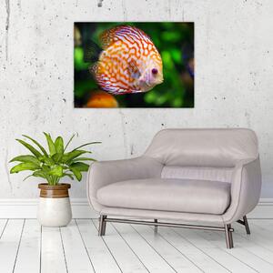Egy hal képe (70x50 cm)