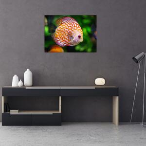 Egy hal képe (70x50 cm)