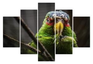 Papagáj képe (150x105 cm)