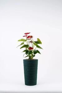 Adoni Doniczka bawełniana zielona z wkładem 22x36 cm – ręcznie robiona (adoni-ba-grn-36)