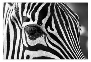 Zebra képe (90x60 cm)