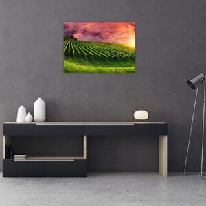 Szőlőskert és a színes égbolt képe (70x50 cm)