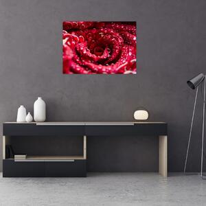 Vörös rózsa virágzata képe (70x50 cm)