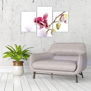 Orchidea virág képe (90x60 cm)
