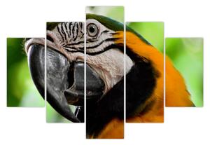 Papagáj képe (150x105 cm)