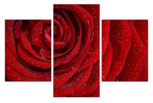 Kép - részlet a rózsáról (90x60 cm)