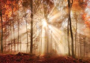 Fotótapéta - Őszi erdő a napon (152,5x104 cm)