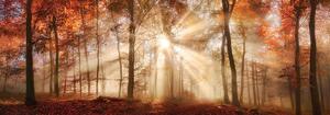 Fotótapéta - Őszi erdő a napon (152,5x104 cm)