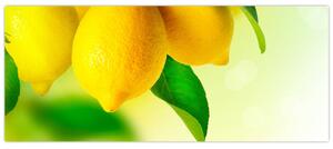 A citrom képe (120x50 cm)