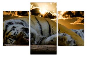Alvó tigris képe (90x60 cm)