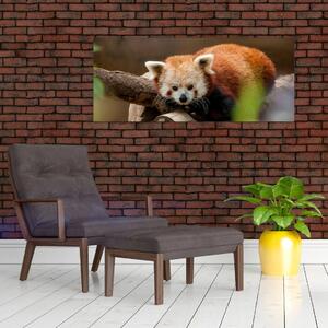 Vörös panda képe (120x50 cm)