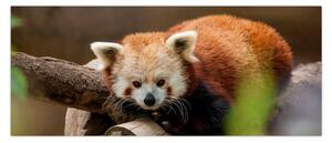 Vörös panda képe (120x50 cm)