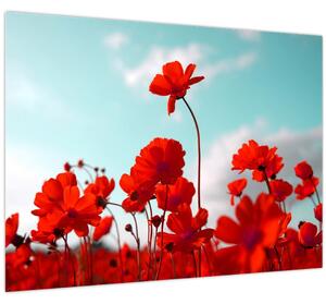 Fényes piros virágokkal rendelkező mező képe (üvegen) (70x50 cm)