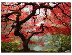 Red Japanese Maple, Portland, Oregon képe (üvegen) (70x50 cm)