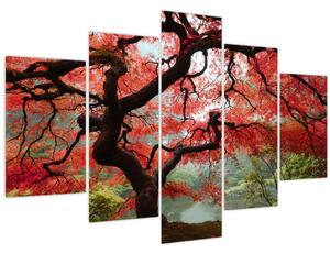 Red Japanese Maple, Portland, Oregon képe (150x105 cm)