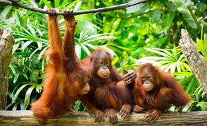 Fotótapéta - Orangután a dzsungelben (152,5x104 cm)