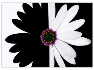 Egy fekete-fehér virág képe (70x50 cm)