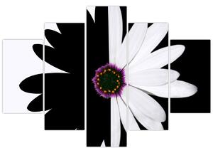 Egy fekete-fehér virág képe (150x105 cm)
