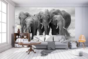Fotótapéta - Elefántok (152,5x104 cm)