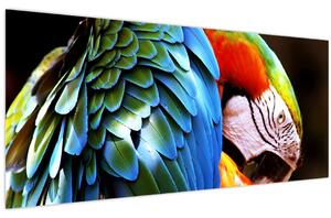 Kép - Papagáj (120x50 cm)