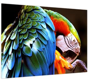 Kép - Papagáj (70x50 cm)