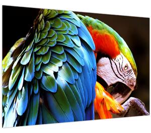 Kép - Papagáj (90x60 cm)