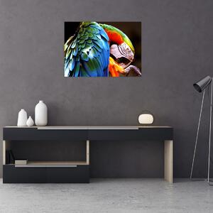 Kép - Papagáj (70x50 cm)