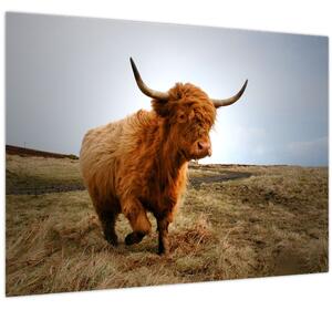 Egy skót tehén képe (70x50 cm)