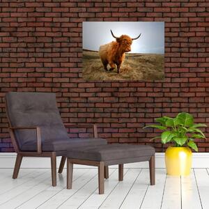 Egy skót tehén képe (70x50 cm)