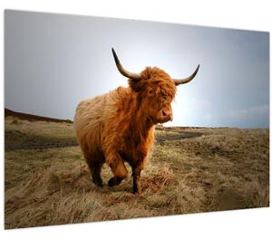 Egy skót tehén képe (90x60 cm)