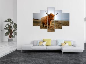 Egy skót tehén képe (150x105 cm)