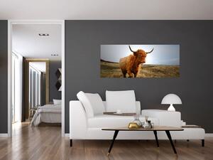 Egy skót tehén képe (120x50 cm)