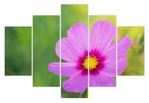 Kép - réti virág (150x105 cm)