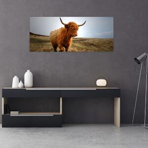 Egy skót tehén képe (120x50 cm)