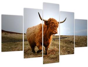 Egy skót tehén képe (150x105 cm)