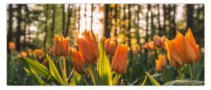 Narancssárga tulipán képe (120x50 cm)