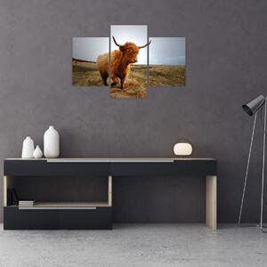 Egy skót tehén képe (90x60 cm)