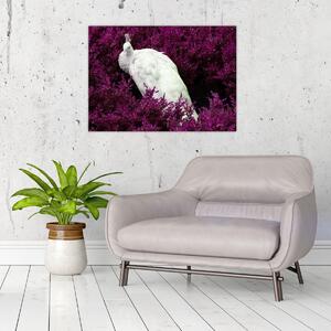 Kép - Fehér páva (70x50 cm)