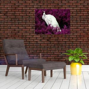 Kép - Fehér páva (70x50 cm)