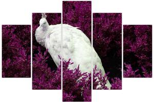 Kép - Fehér páva (150x105 cm)