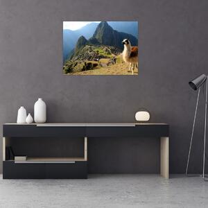Kép - Láma és Machu Picchu (70x50 cm)